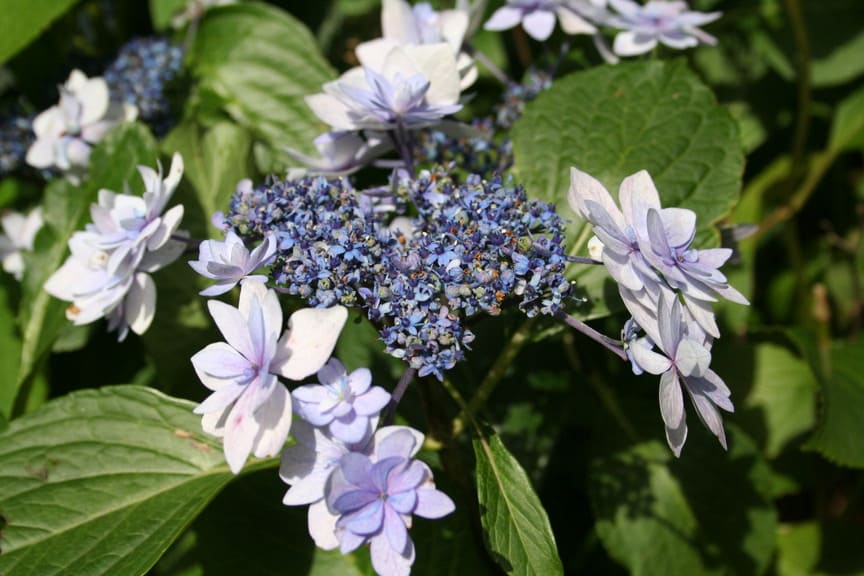 Les Hortensias du Haut Bois Cassiopée hortensia fleurs plates jardin