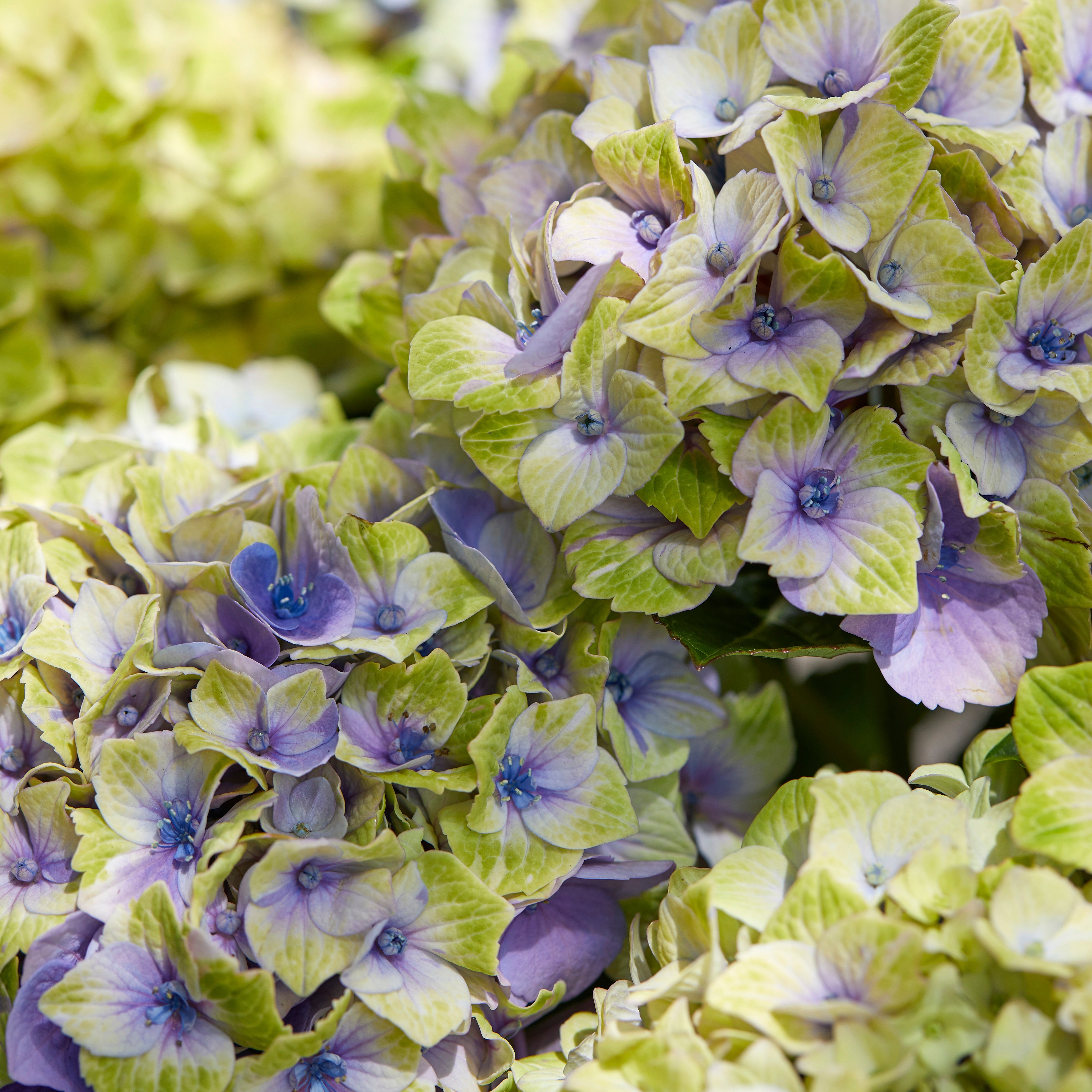 Bakker Hortensia Jewel arbuste pot 1.5L fleurs bleues