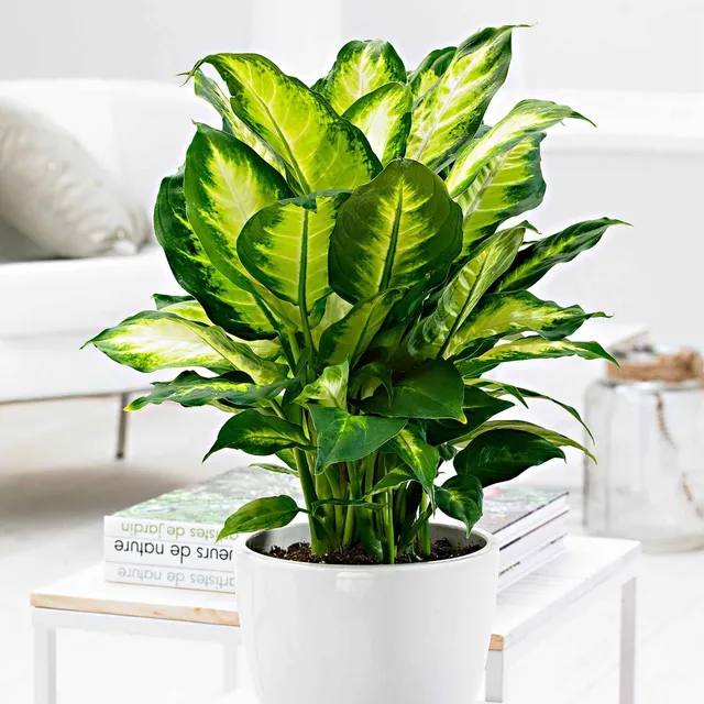 Bakker Camilla dieffenbachia pot Ø12cm 30-40cm panaché
