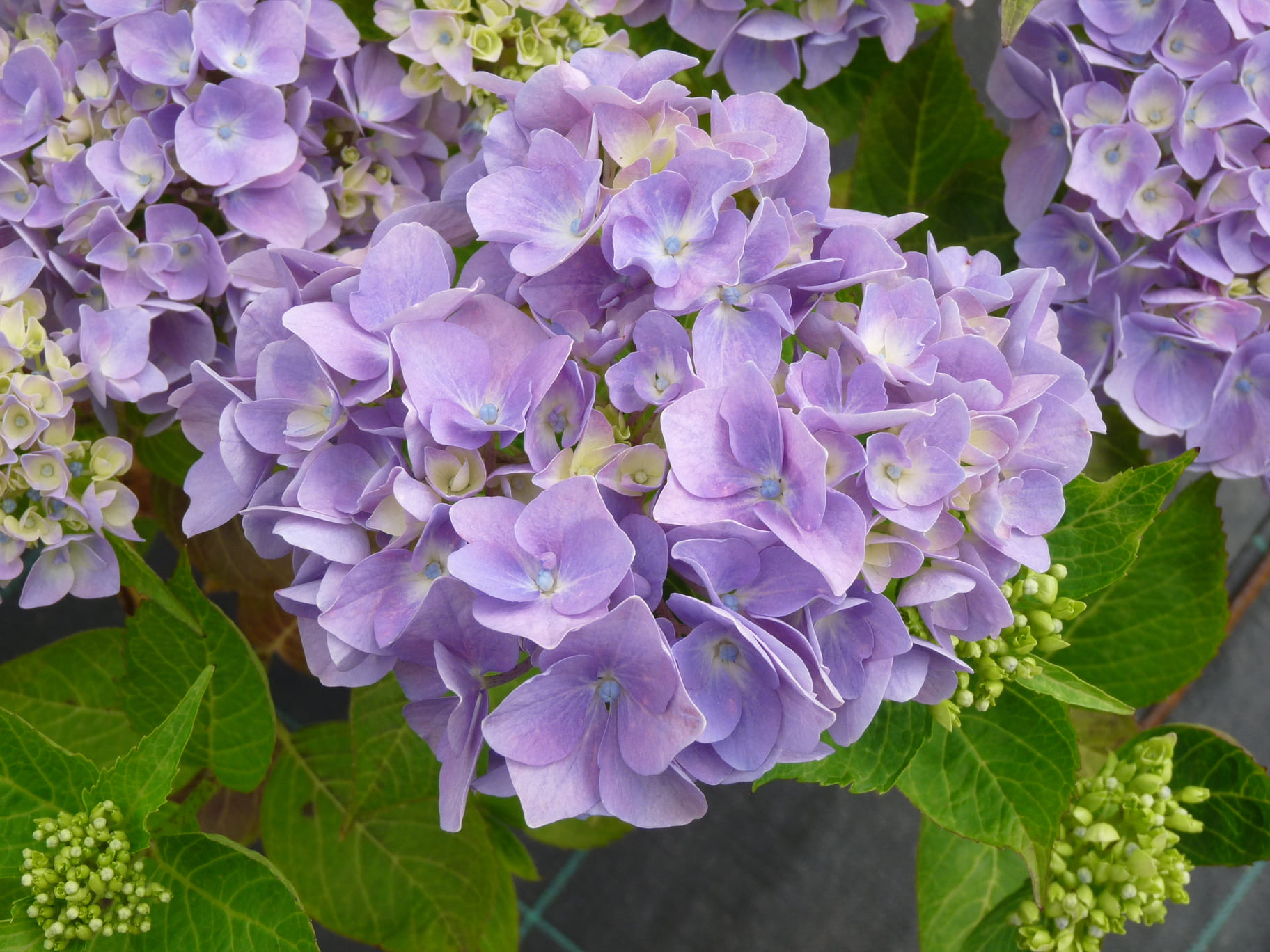 Les Hortensias du Haut Bois Ami Pasquier hortensia rouge fleurs rondes