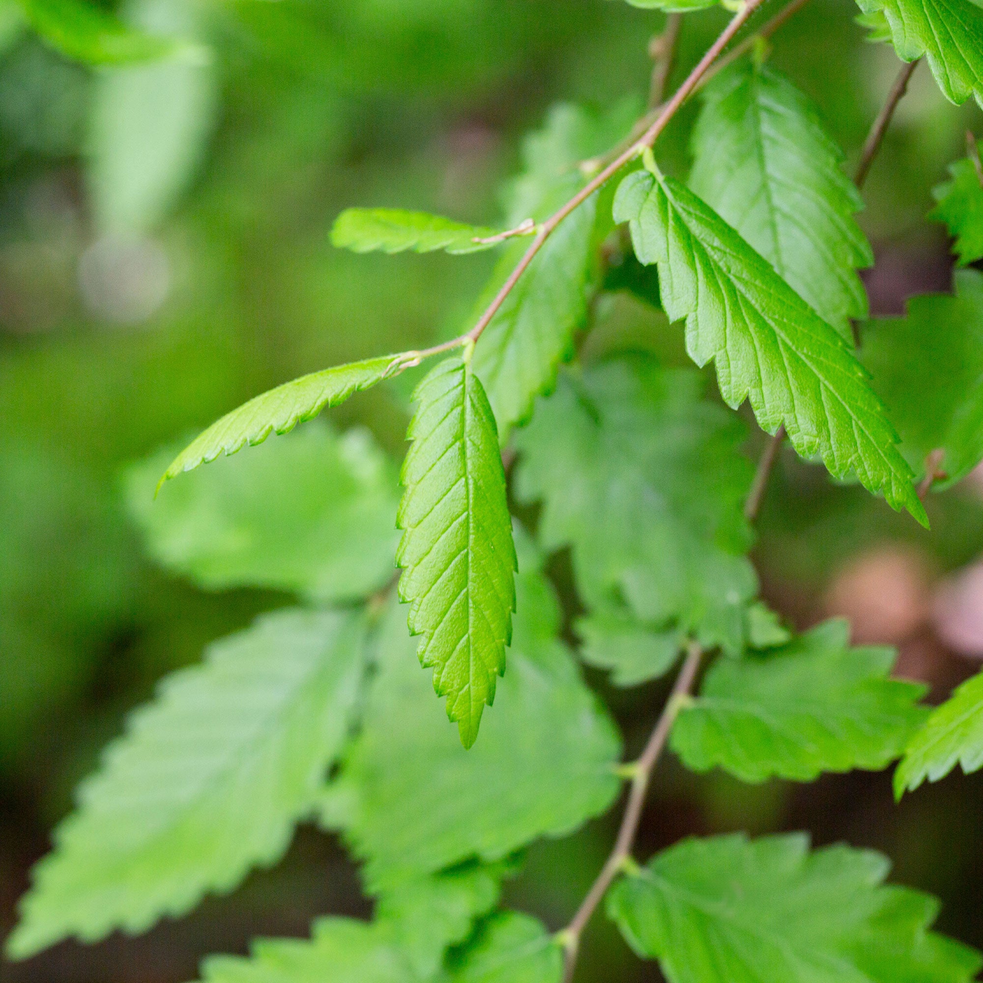 Bakker Arbustes Orme de Sibérie Zelkova serrata pot 2L 100-125cm