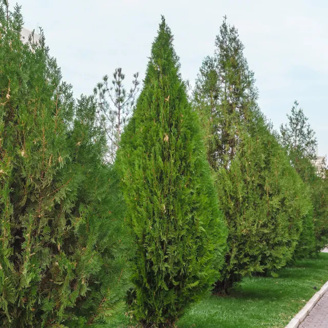 Bakker Thuja Brabant conifère pot 21cm 80-100cm persistant