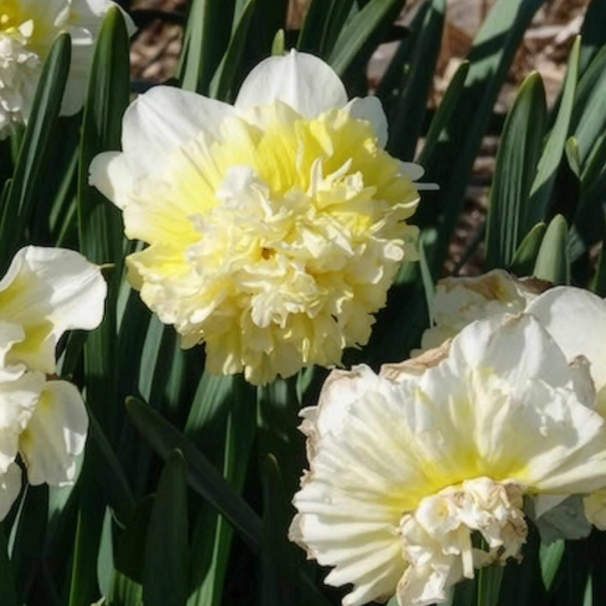 Bakker Bulbes 5 Narcisses Ice King bulbes jaune sachet 5
