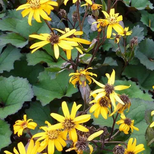 Bakker Ligulaire Desdemona vivace pot 8cm fleur jaune