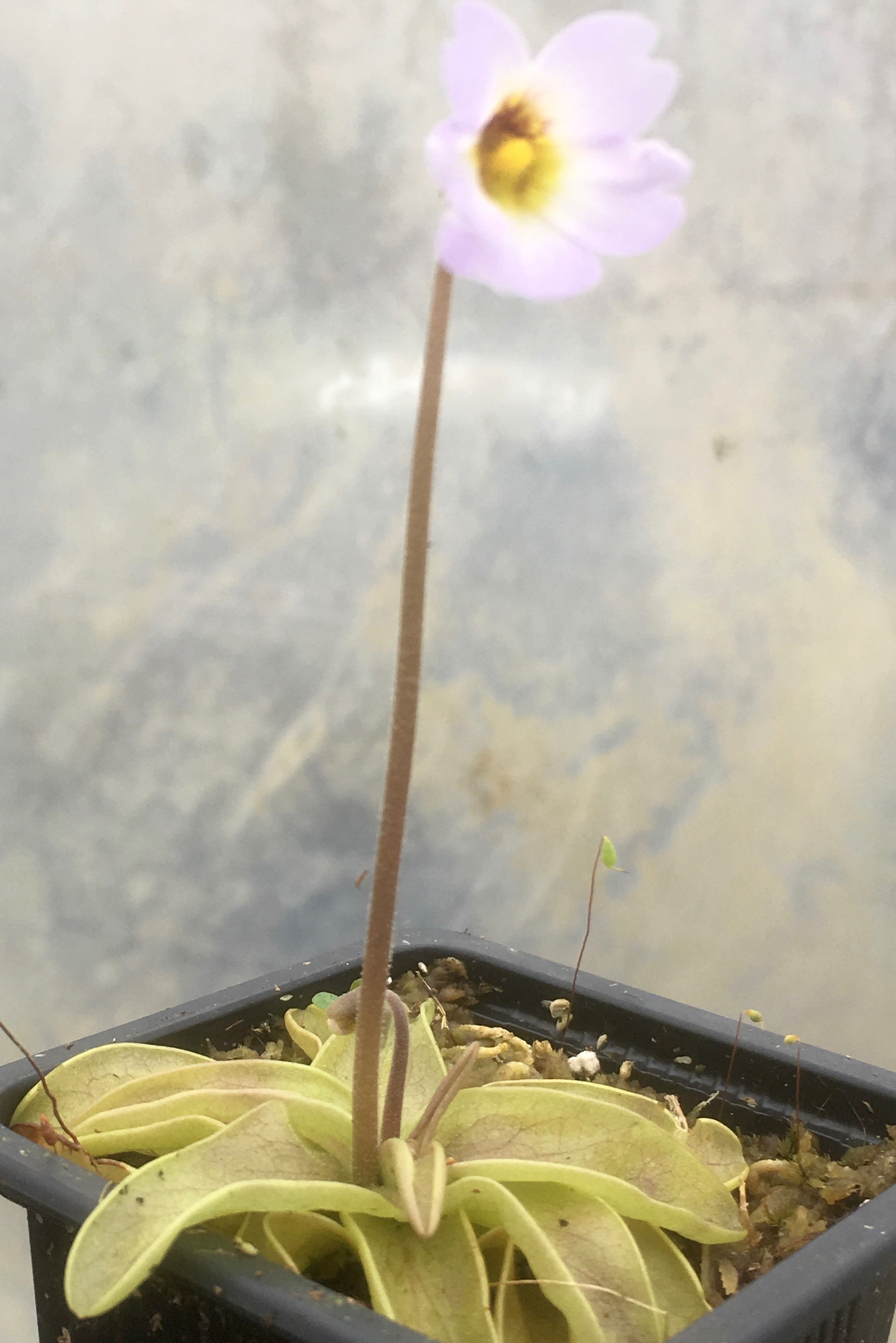 Carniflore Pinguicula primuliflora plante carnivore floraison printanière