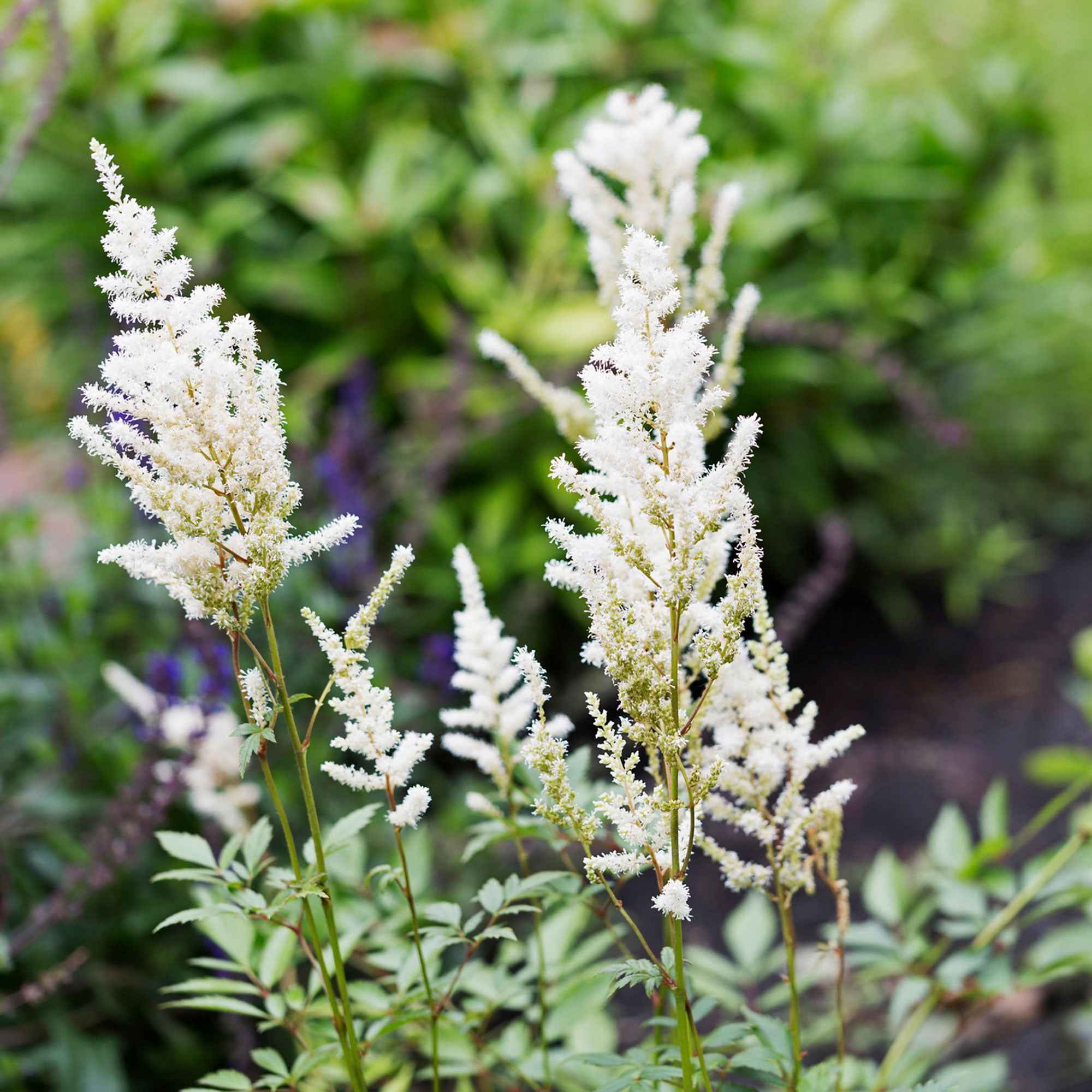 Bakker Astilbe Brautschleier vivace blanche pot 9cm