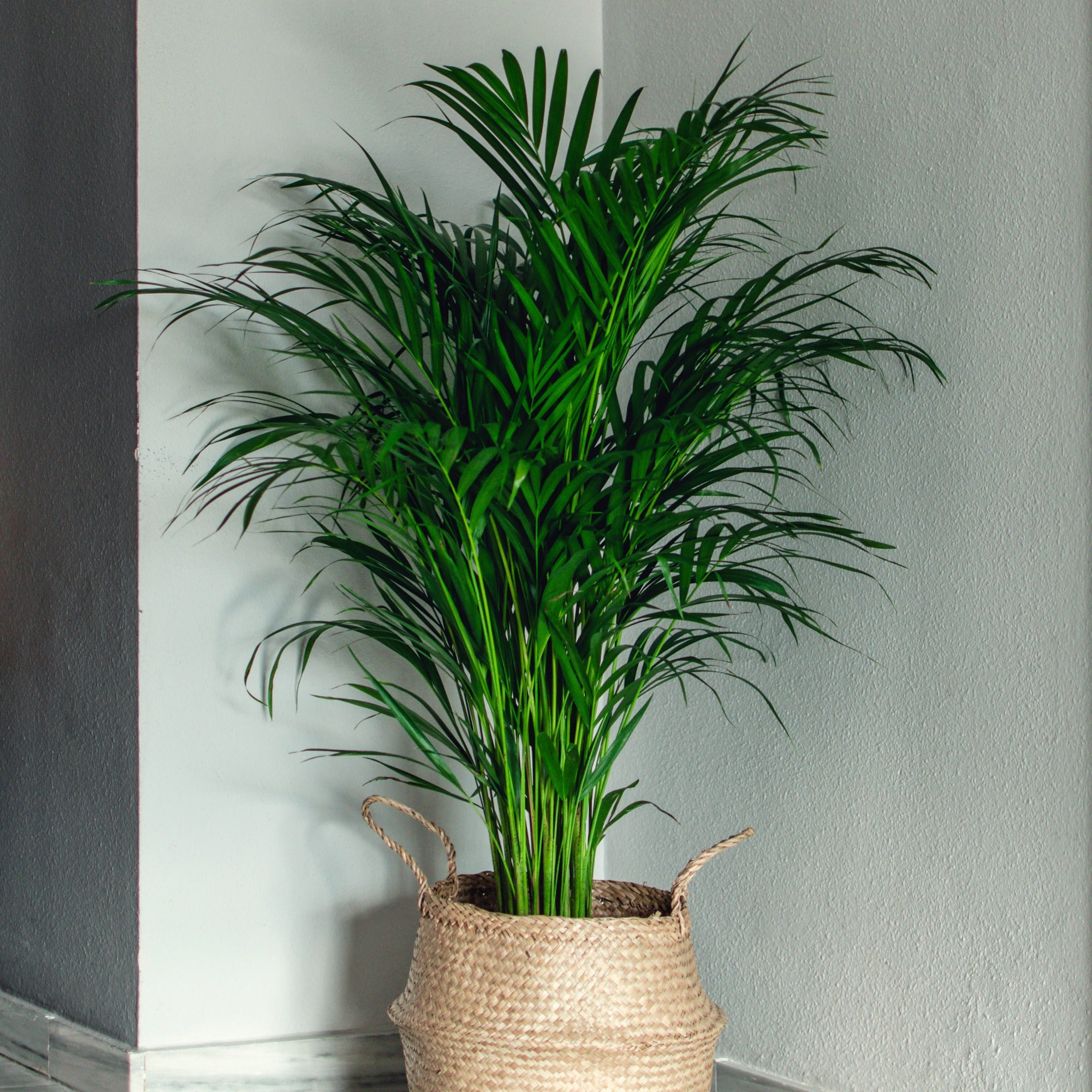 Bakker Areca palmier d'intérieur vert pot Ø12cm 25-35cm