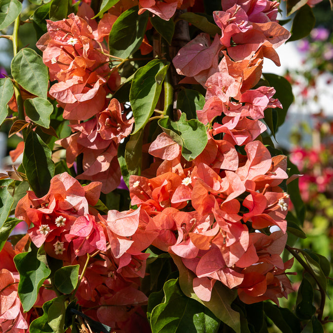 Bakker Bougainvillier Orange grimpante pot Ø 12cm 30cm soleil