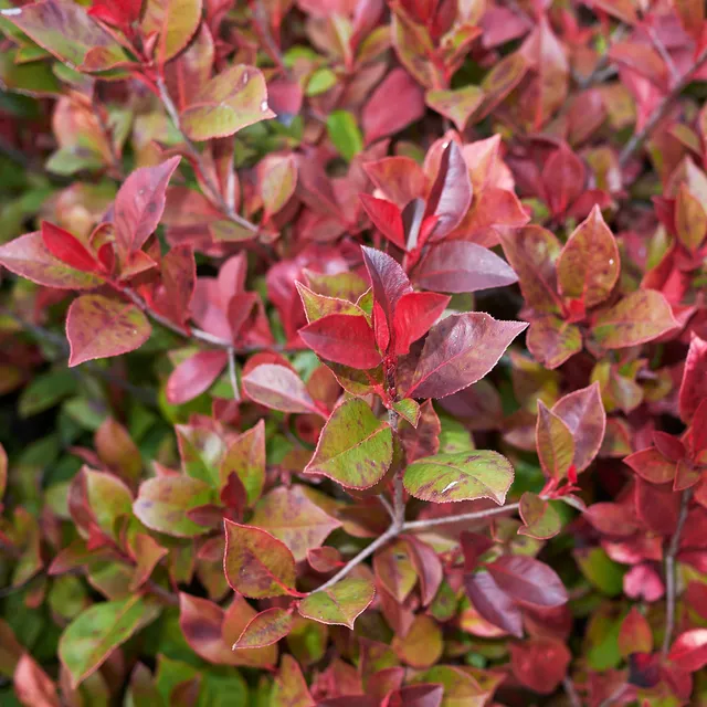 Bakker Arbustes Photinia Little Red Robin godet 9cm rouge