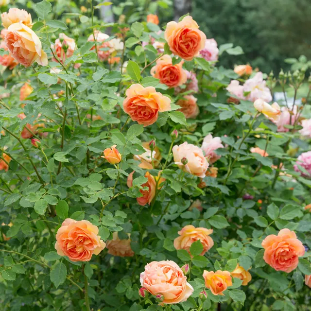 Bakker Rosier Lady of Shalott pot 4L 15-40cm orange