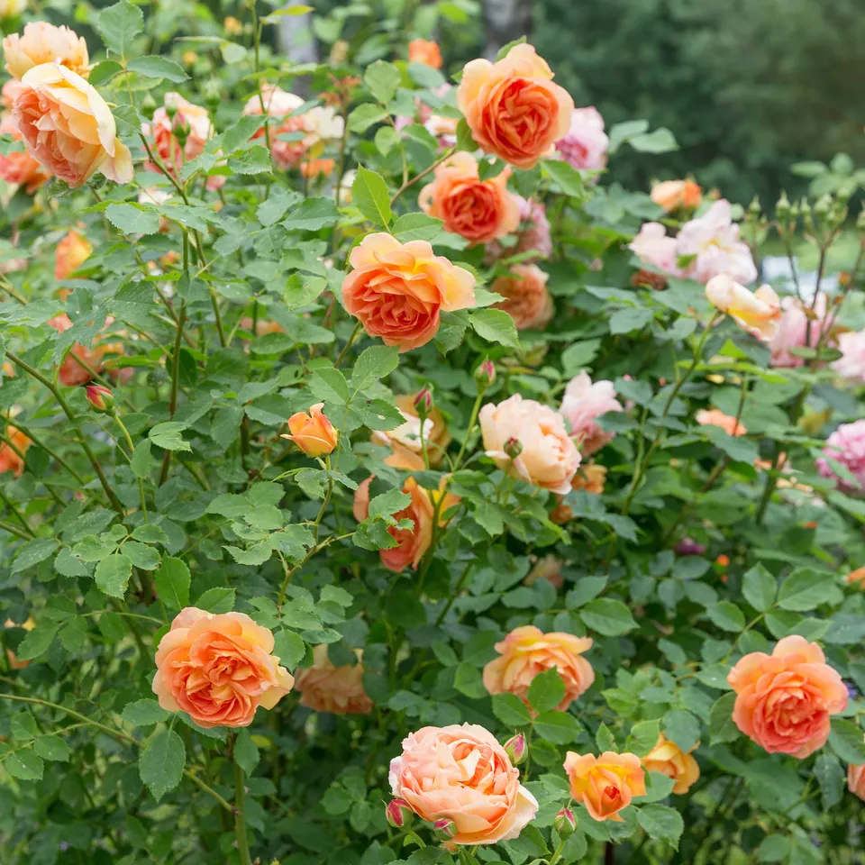 Bakker Rosier Lady of Shalott pot 4L 15-40cm orange