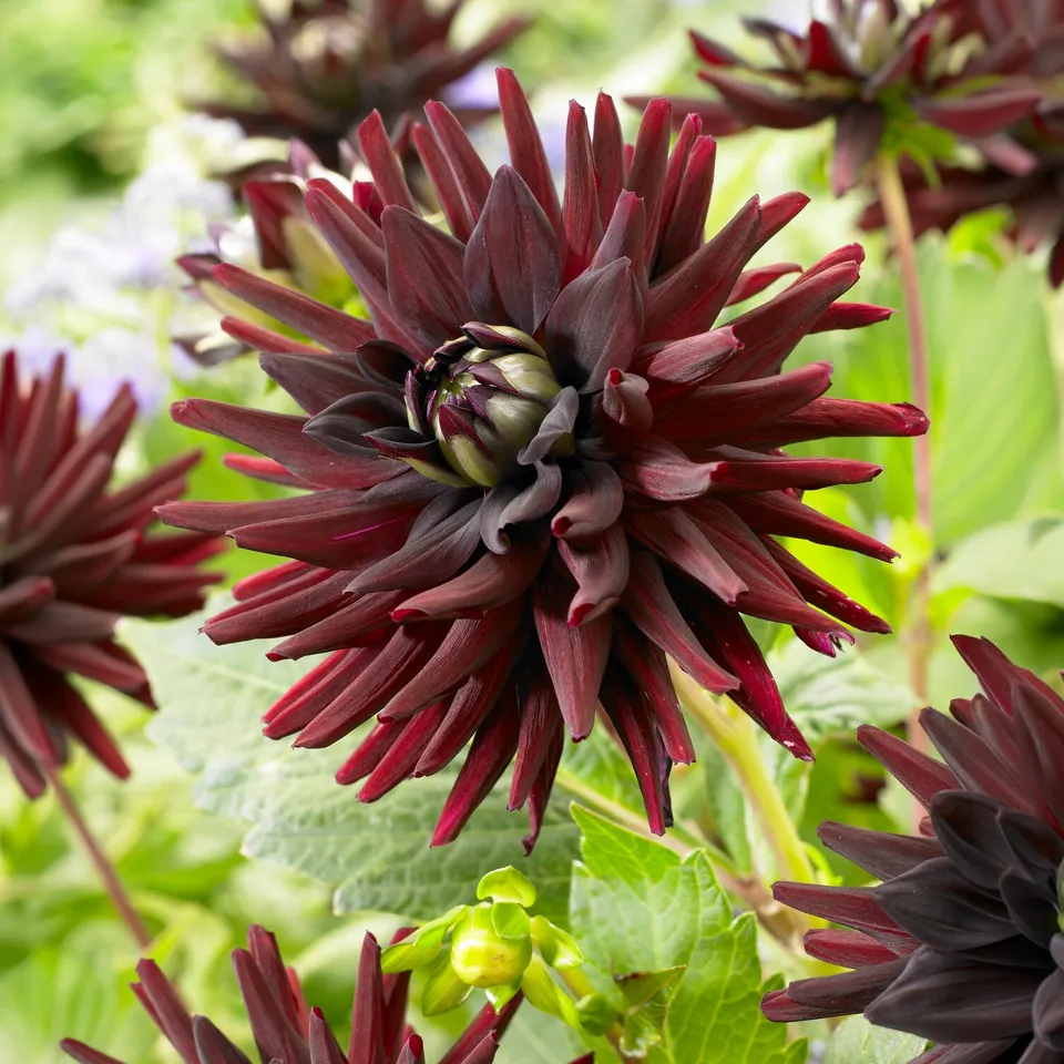 Bakker Tamburo Dahlia cactus noir sachet 3 bulbes