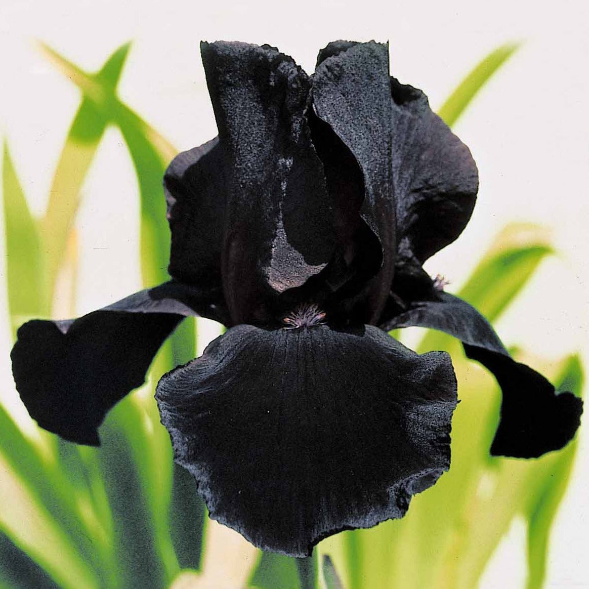 Bakker Iris de jardin mélange vivace paquet 6 racines noir