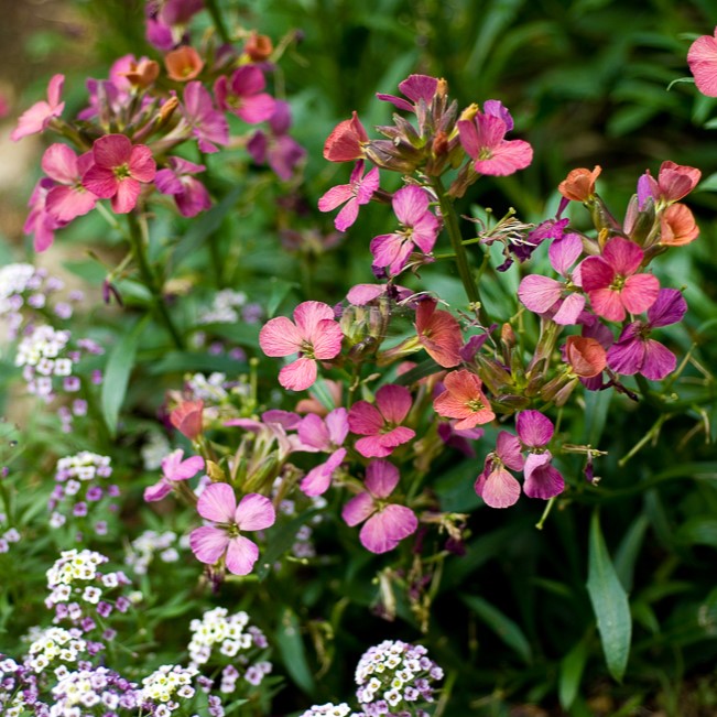 Passion Vivaces Erysimum Constant Cheer giroflée pot 1 litre persistante