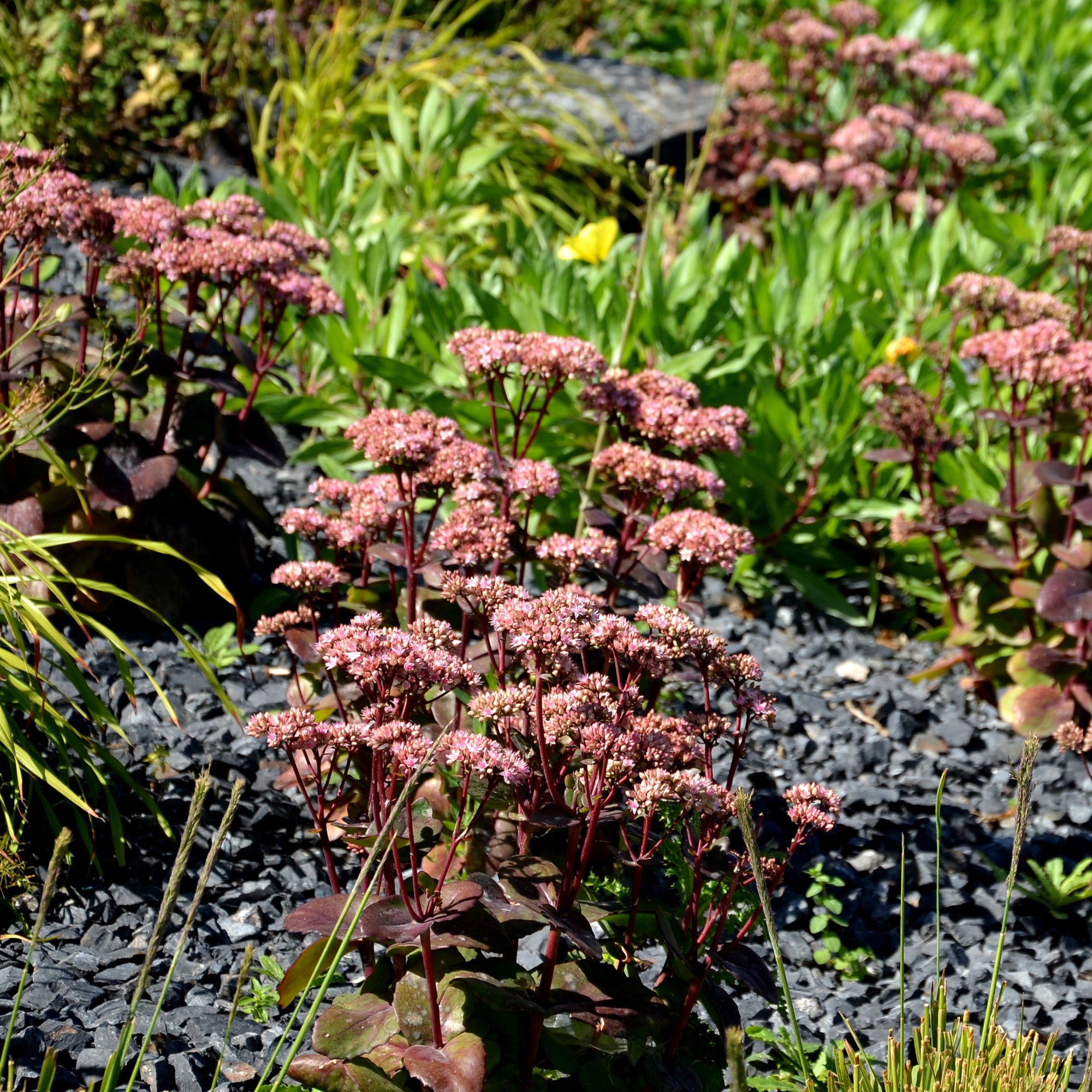 Bakker Matrona sedum vivace pot 9cm rose pourpre