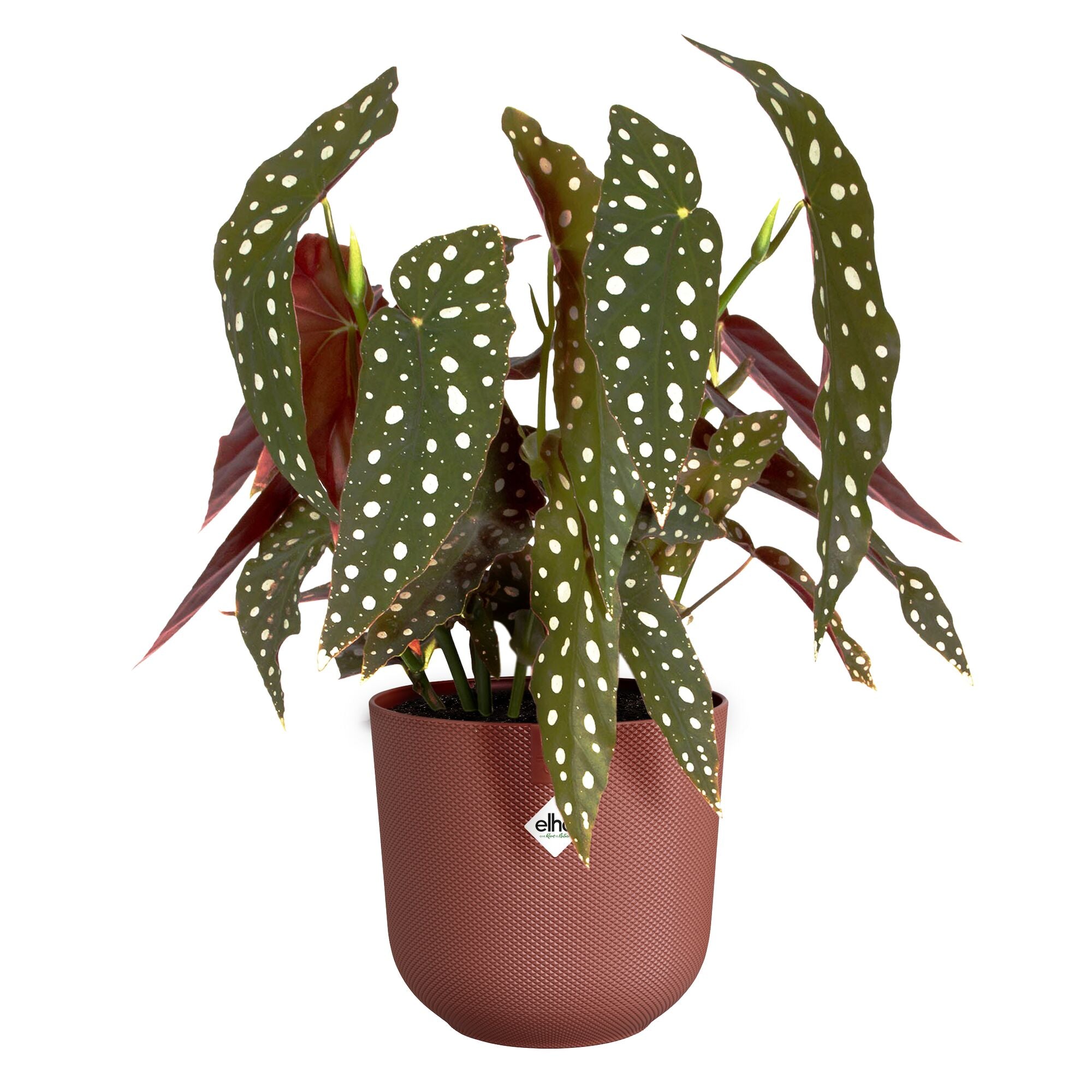 Bakker Jazz cache-pot rond terracotta Ø14cm plastique