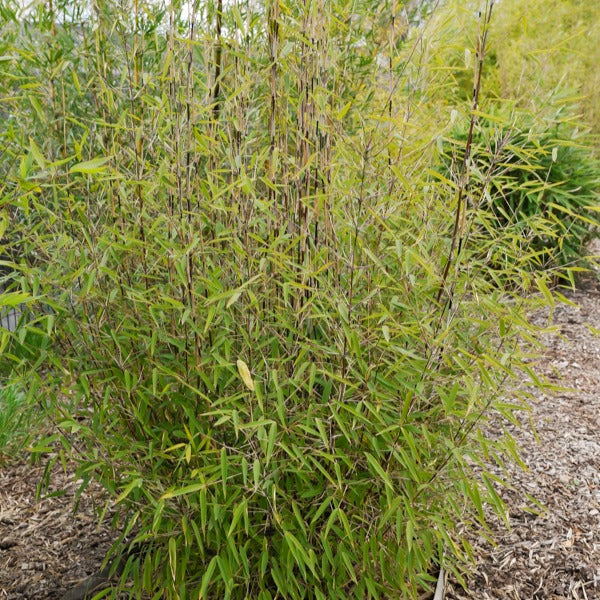 Bakker Bambou Volcano non-traçant pot Ø11 cm 30-50 cm