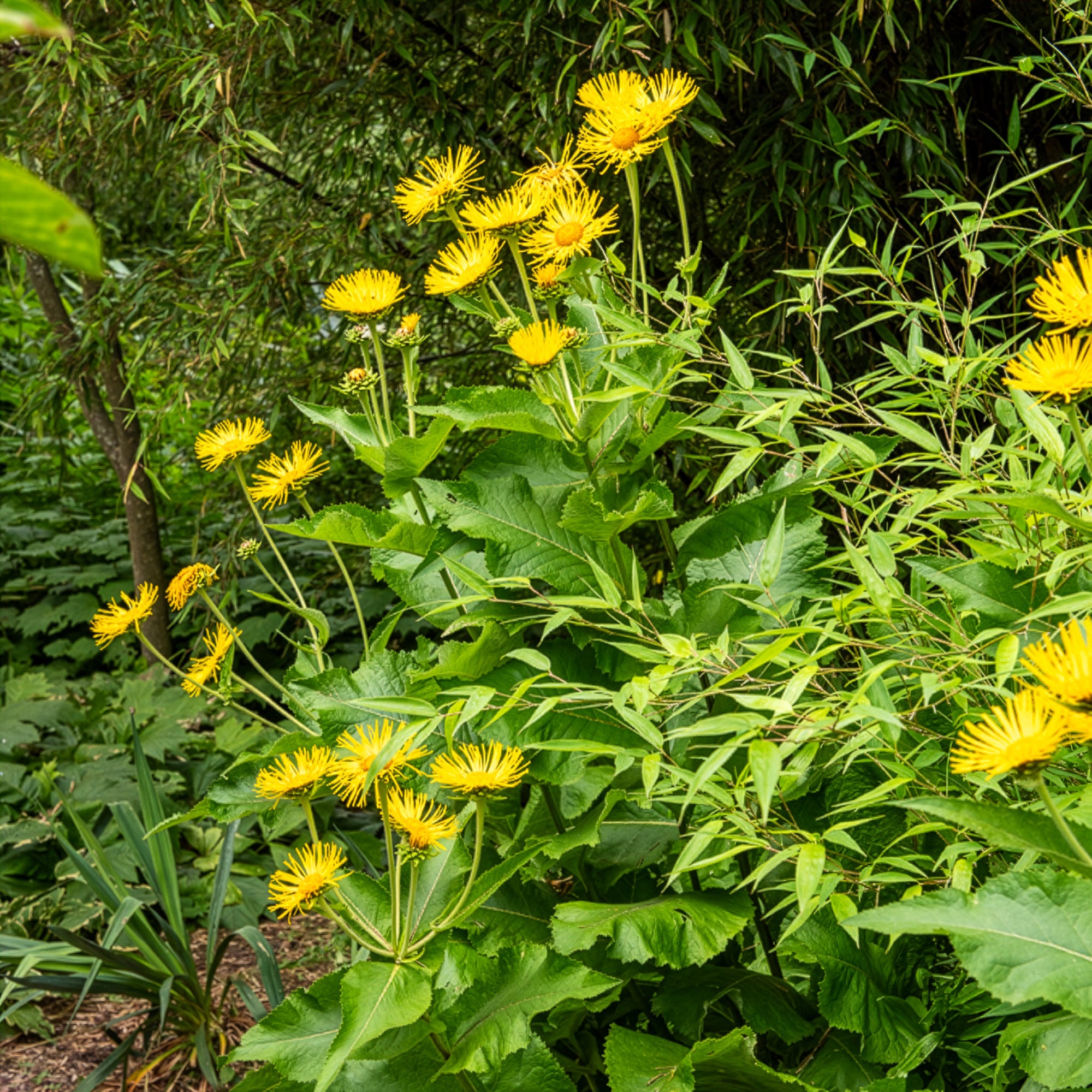Bakker Plantes vivaces Aunée magnifique plante pot 8cm jaune