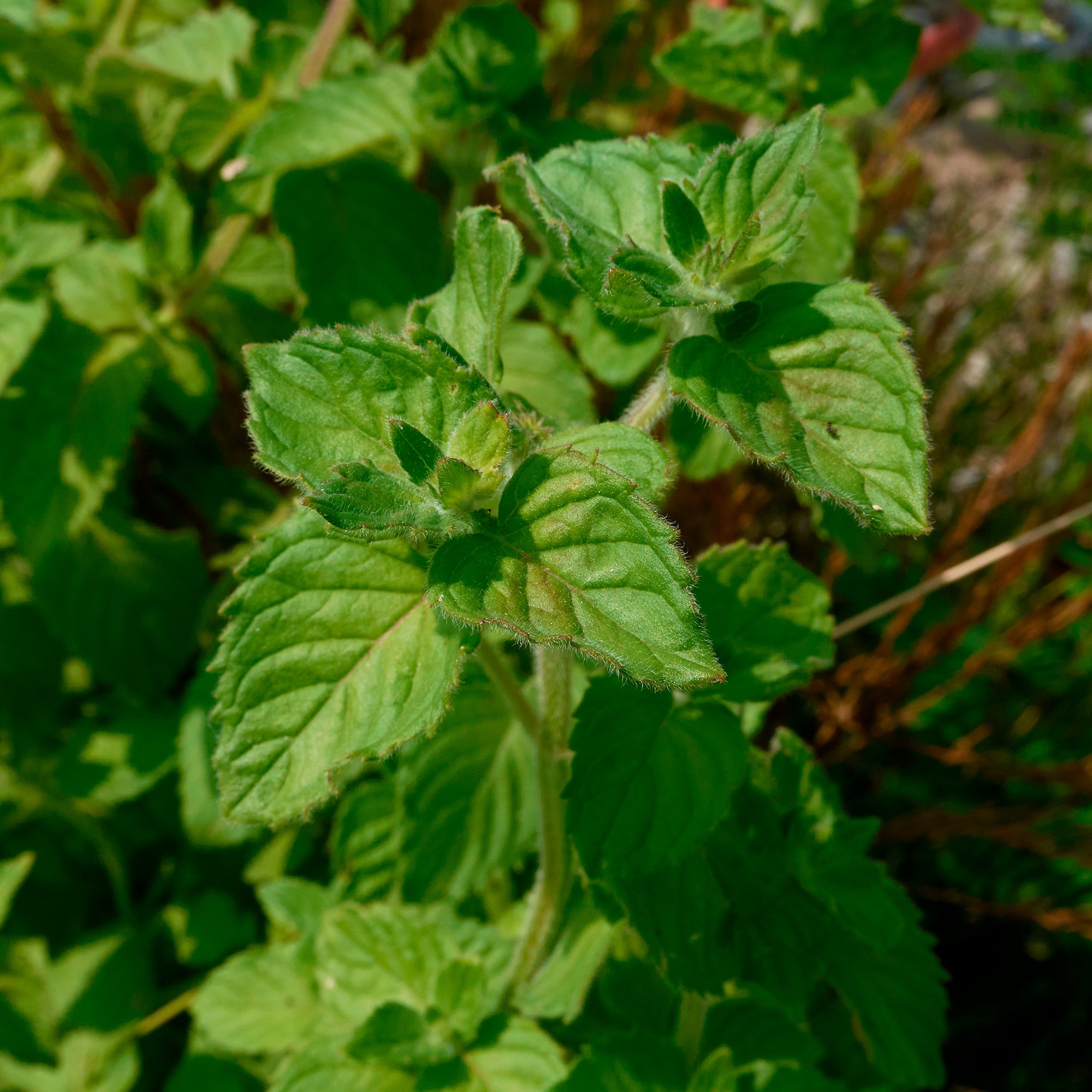 Bakker Menthe aquatique plante bassin pot Ø9cm violet vivace