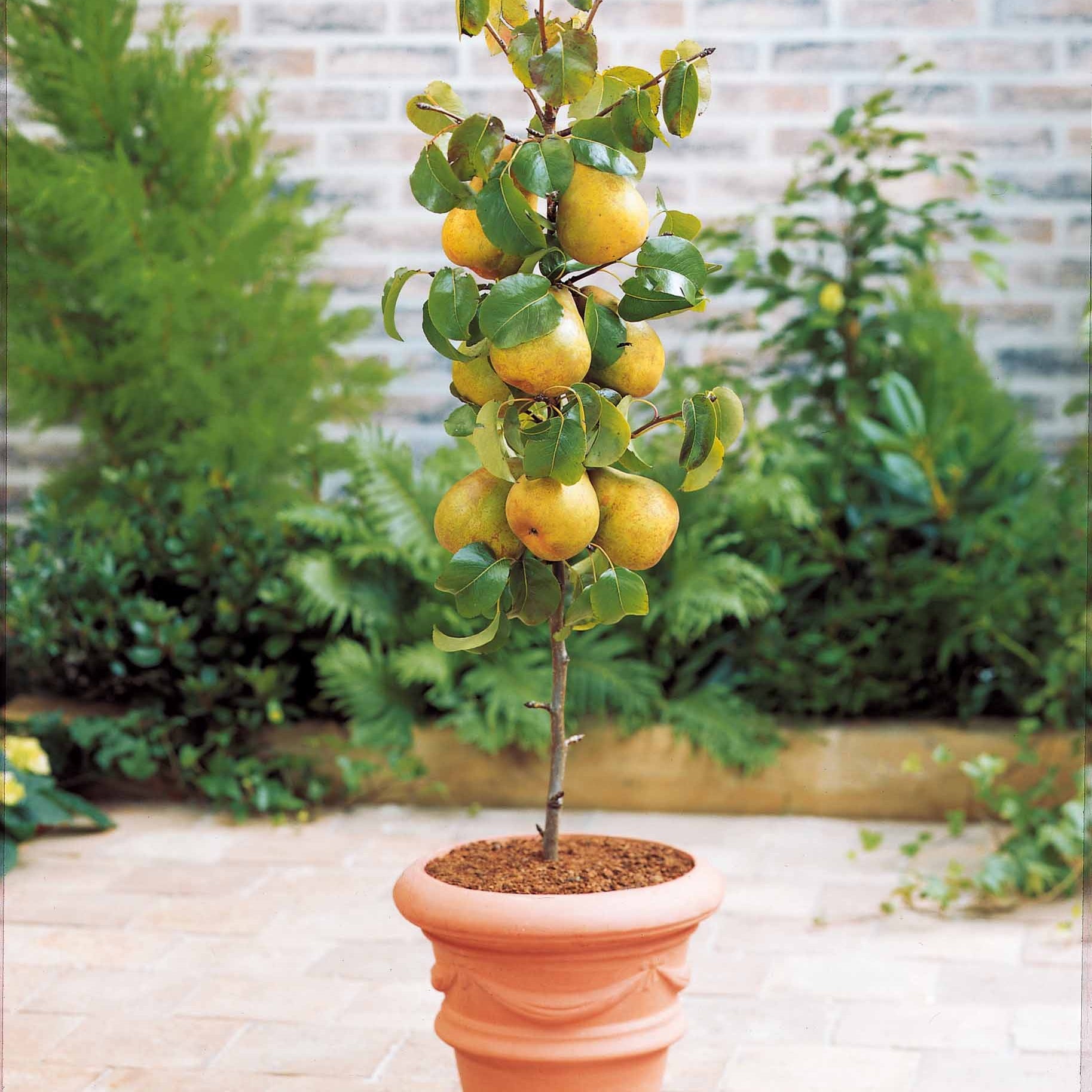 Bakker Collection 4 mini-fruitiers arbre nain pot Ø 9cm