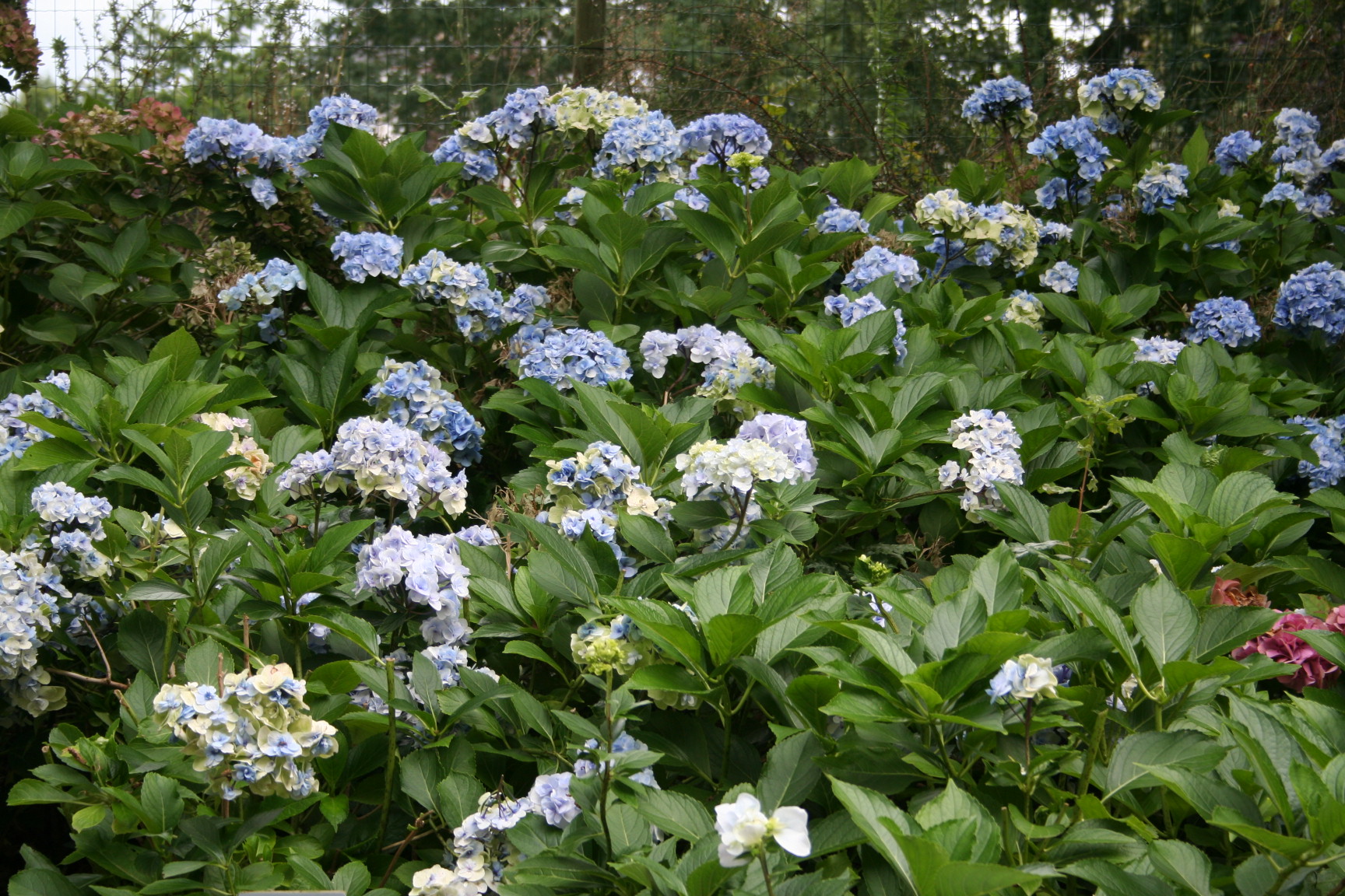 Les Hortensias du Haut Bois Setsuka Yae hortensia fleurs rondes