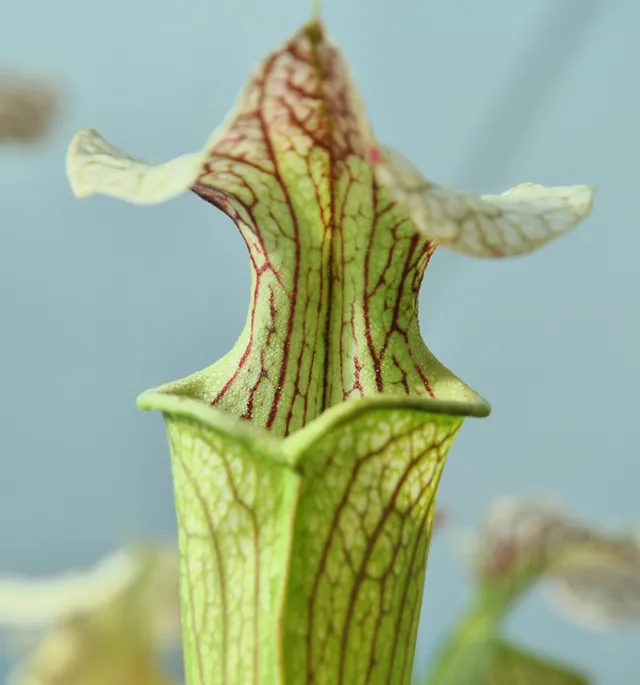 Carniflore Sarracenia x areolata giant plante carnivore 1 point