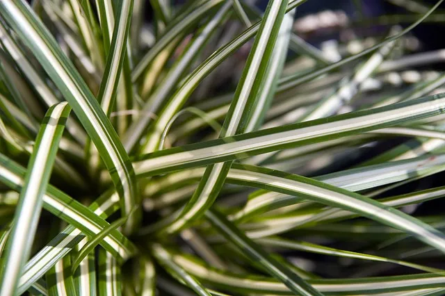Passion Vivaces CAREX Ever Gold laîche godet