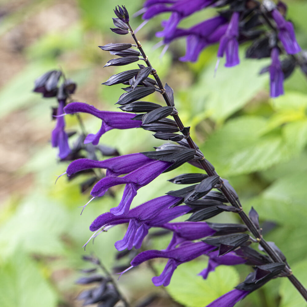 Bakker Sauge Amistad vivace violette pot 9cm
