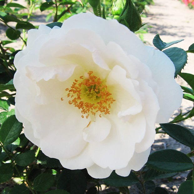 Bakker Hella rosier grimpant blanc racine nue 3 branches