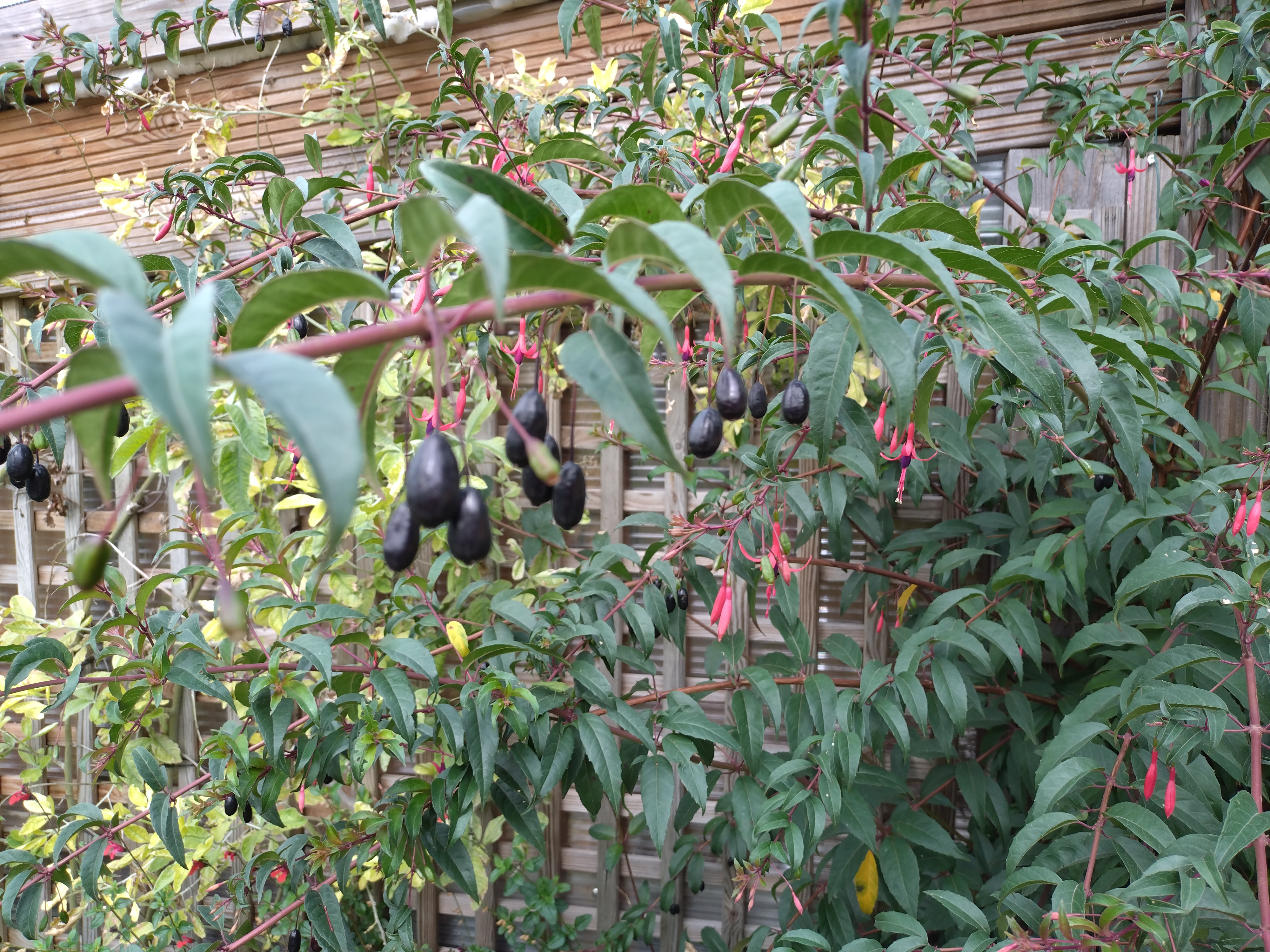Fuchsia regia reitzii plante vivace pot 1 L bicolore rustique