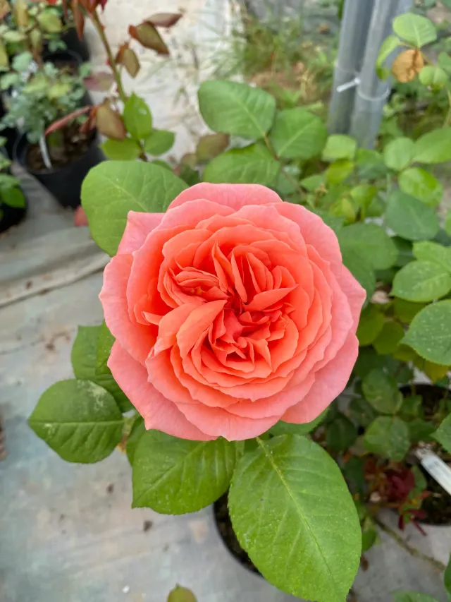 Michel Adam Rosiers buissons AMOUR DE MOLÈNE rosier rose saumoné