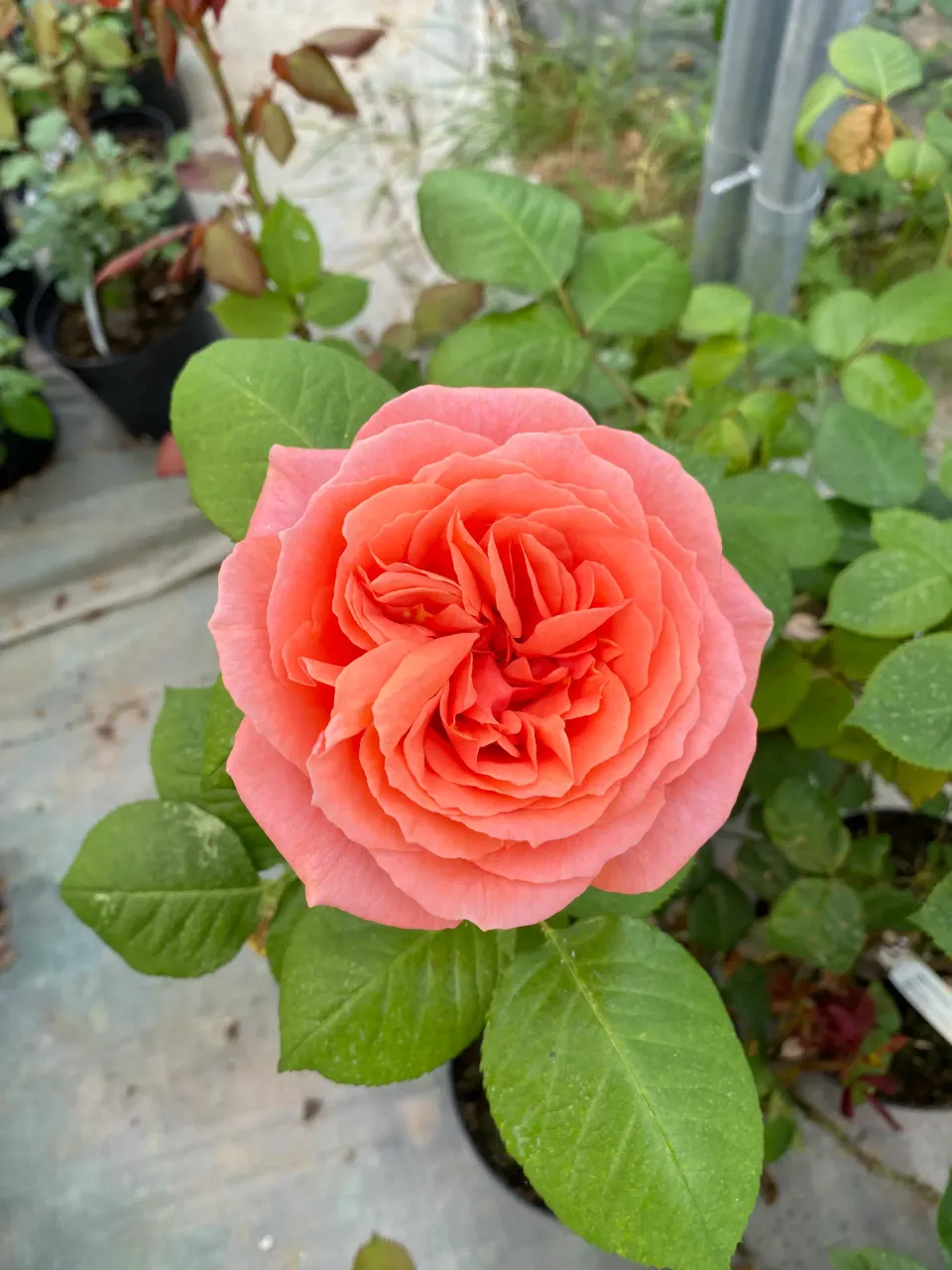 Michel Adam Rosiers buissons AMOUR DE MOLÈNE rosier rose saumoné
