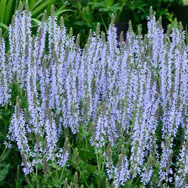 Bakker Crystal Blue sauge des bois vivace 9cm bleue