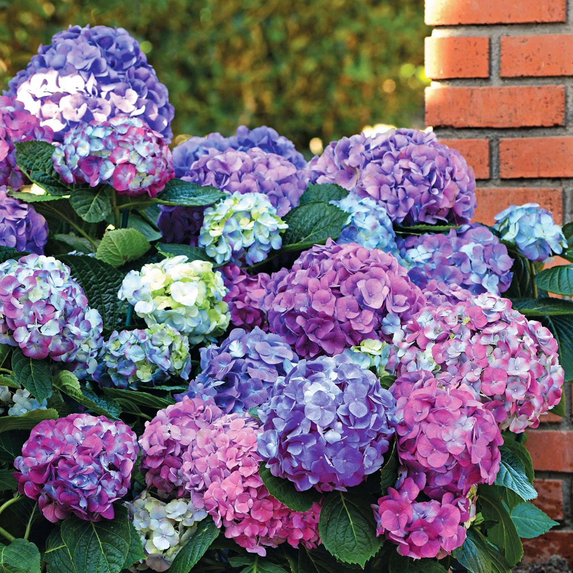 Bakker Hortensias massifs et haies arbuste 3 pots 1,5L