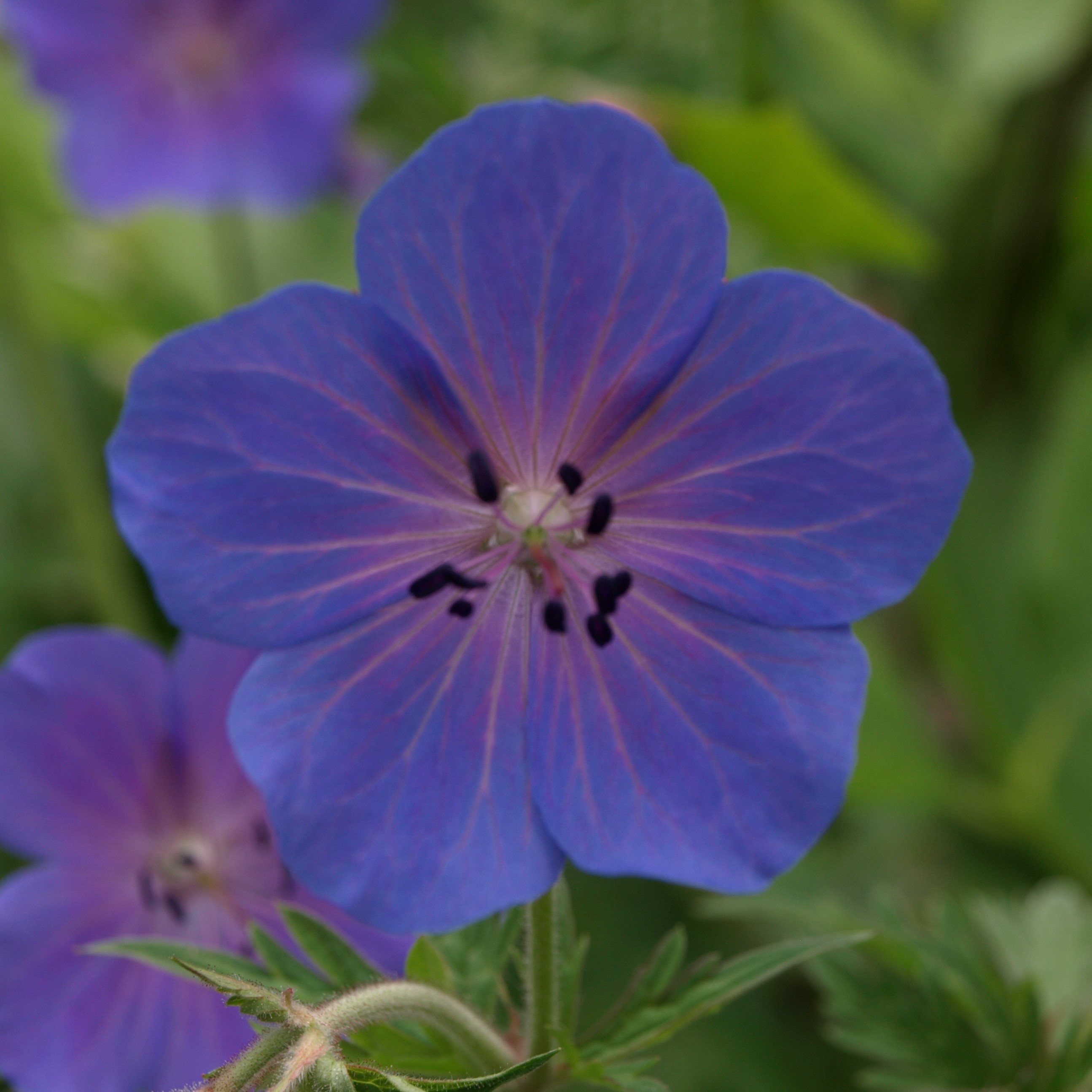 Passion Vivaces GERANIUM himalayense Gravetye vivace pot 1L bleu
