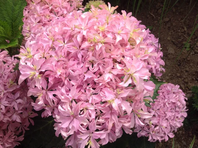 Les Hortensias du Haut Bois You and Me Inspire hortensia godet