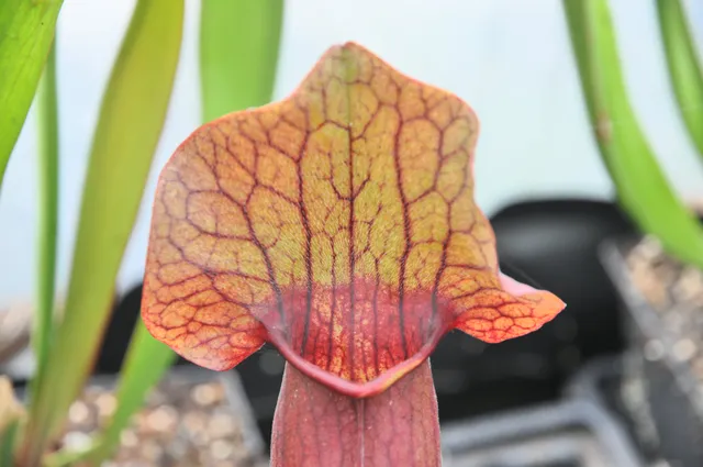 Carniflore Sarracenia x exornata plante carnivore 1 point pot 11cm