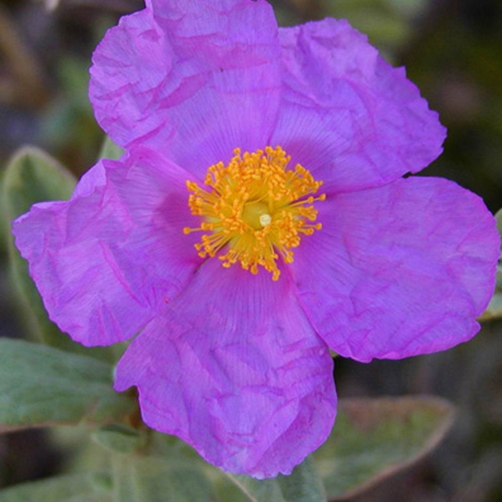 Bakker Ciste cotonneux arbuste pot 8cm violet soleil