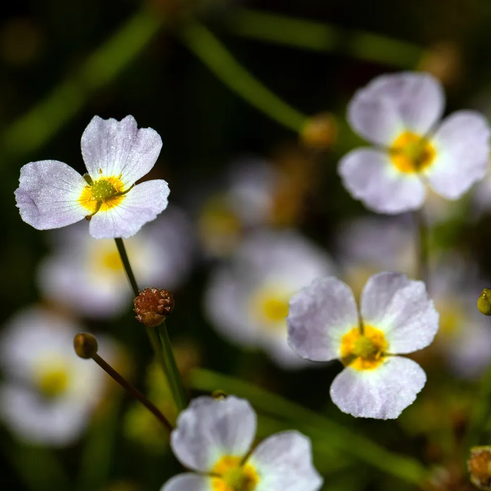 Bakker Baldellia ranunculoides plante bassin pot 9cm