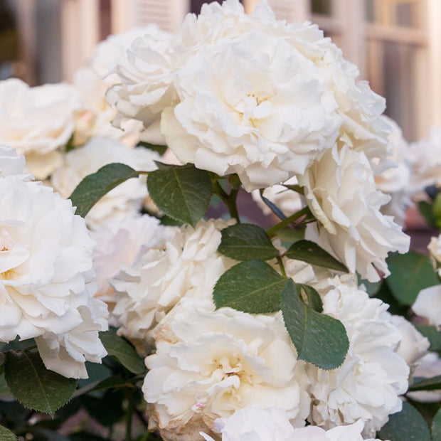 Bakker Rosiers Princesse de Galles Hardinkum rosier racine nue blanc