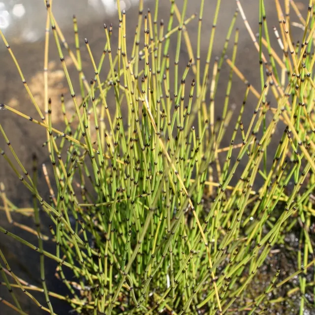 Bakker Petite Prêle Equisetum pot Ø9cm persistante