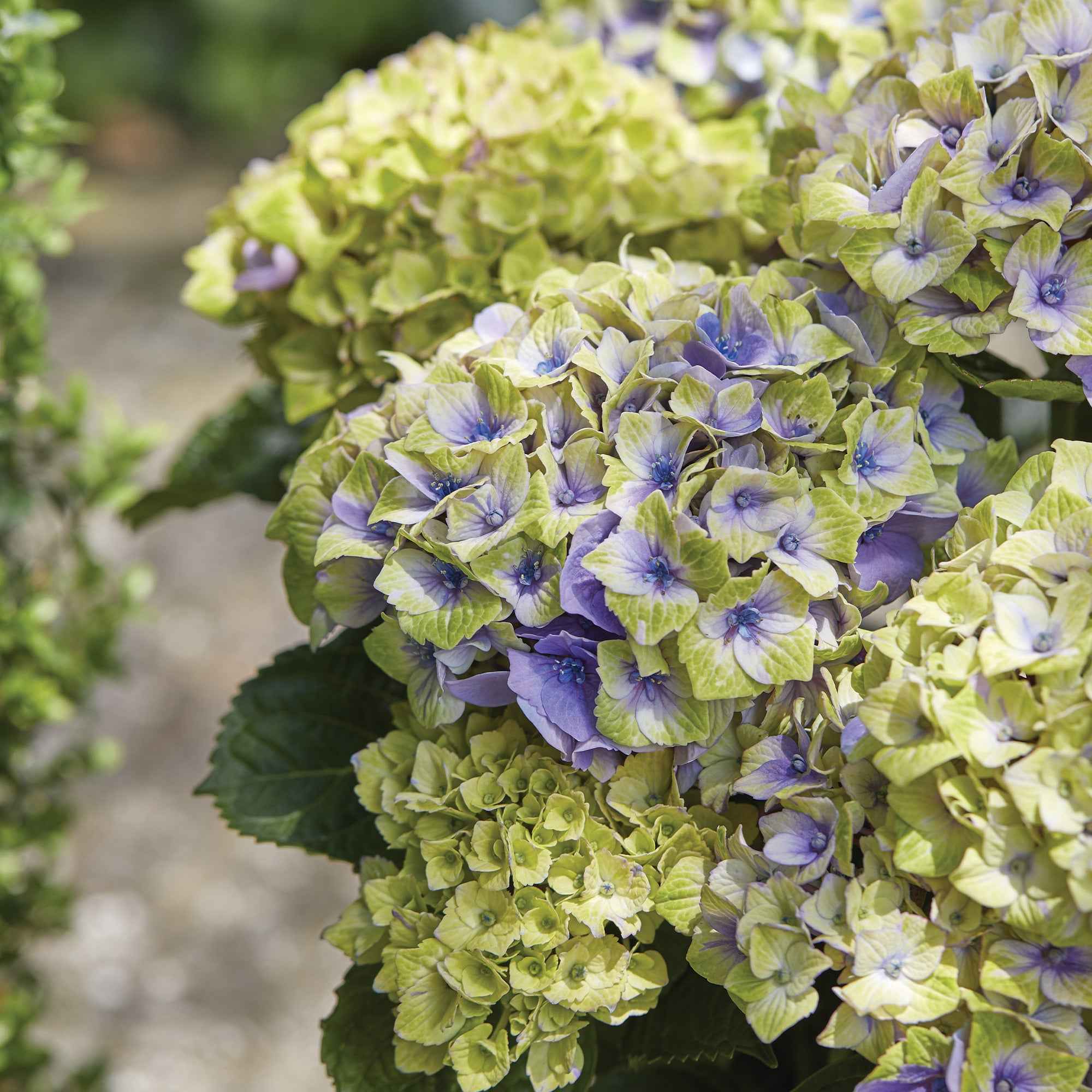 Bakker Hortensia Jewel arbuste pot 1.5L fleurs bleues