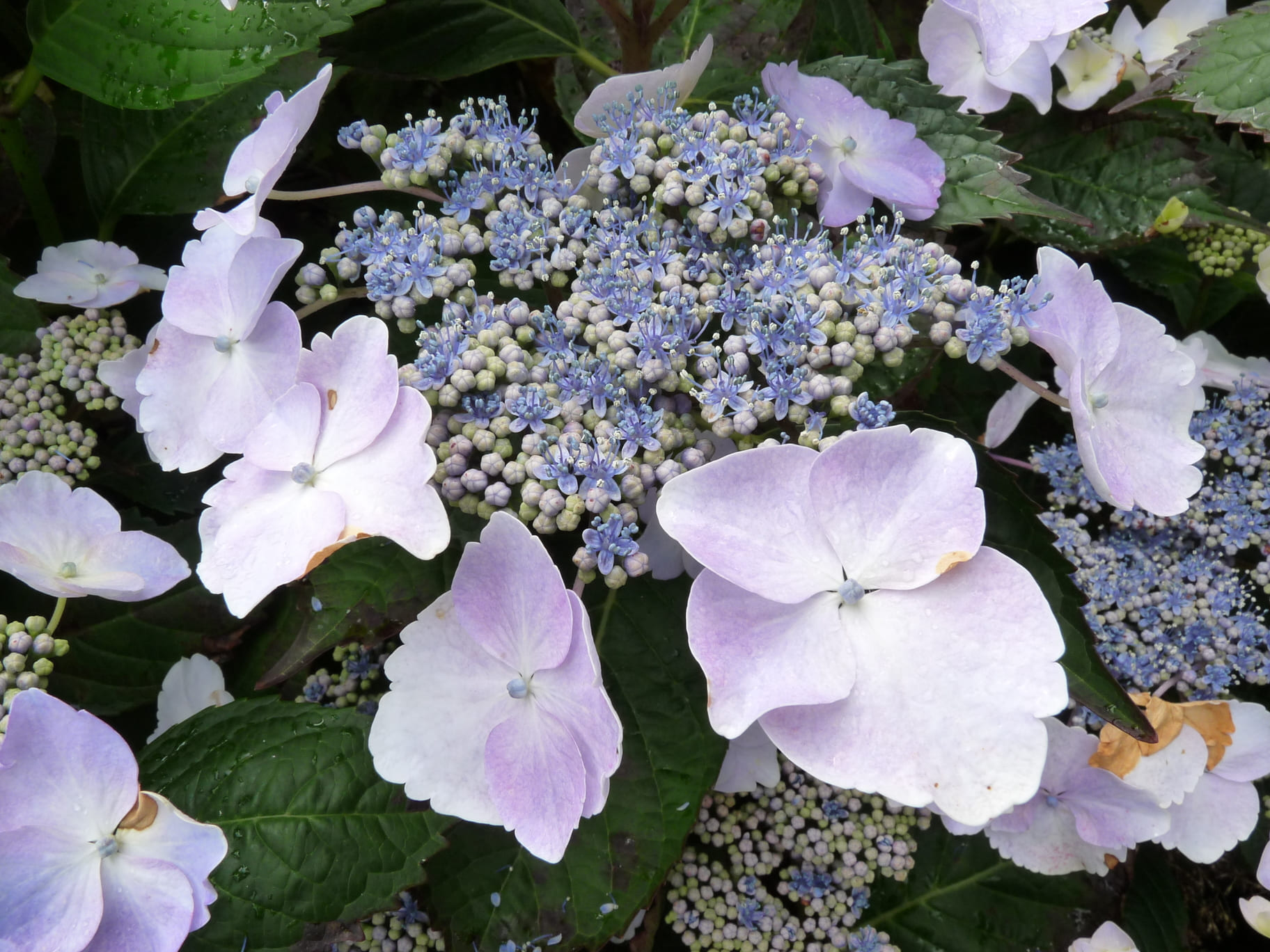 Les Hortensias du Haut Bois Grant's Choice hortensia plates godet