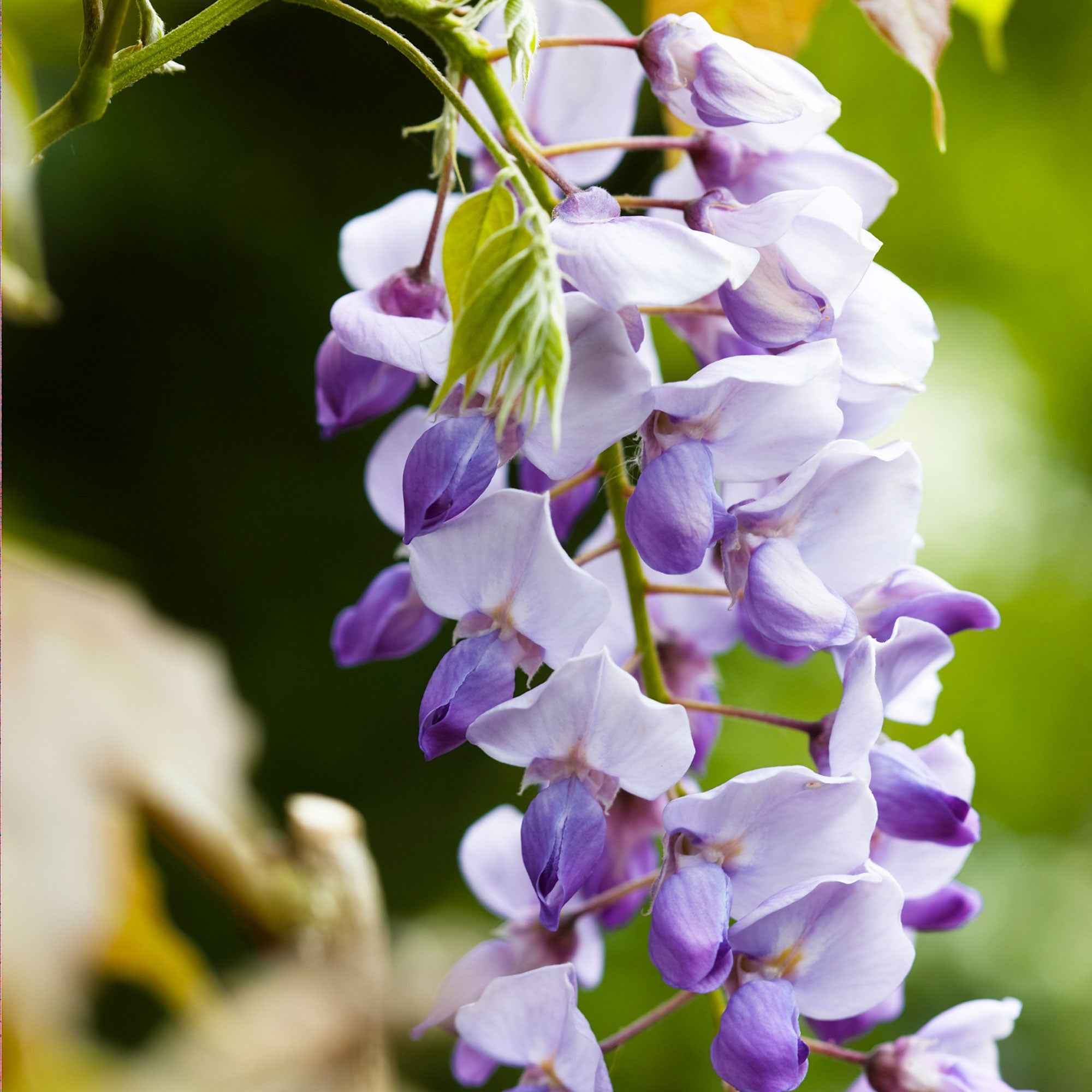 Bakker Glycine de Chine Caroline grimpante pot 2L violette