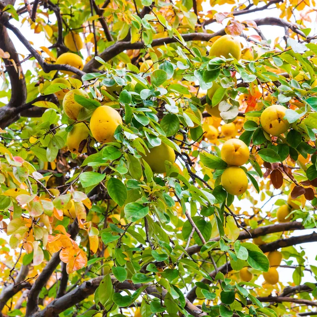 Bakker Cognassier de Chine arbre pot 5L écorce décorative