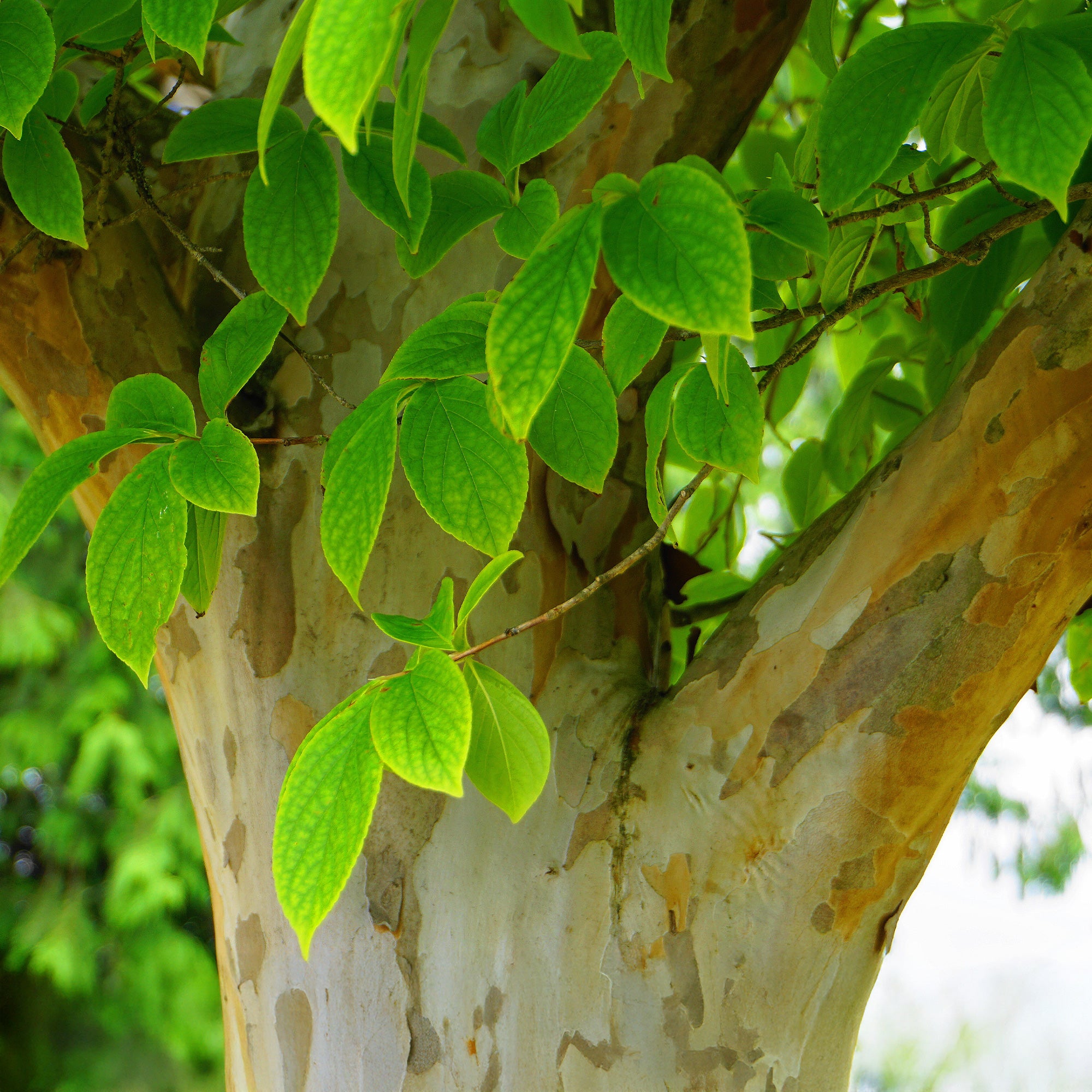 Bakker Stewartia arbre fleurs blanches pot 3L 60-70cm