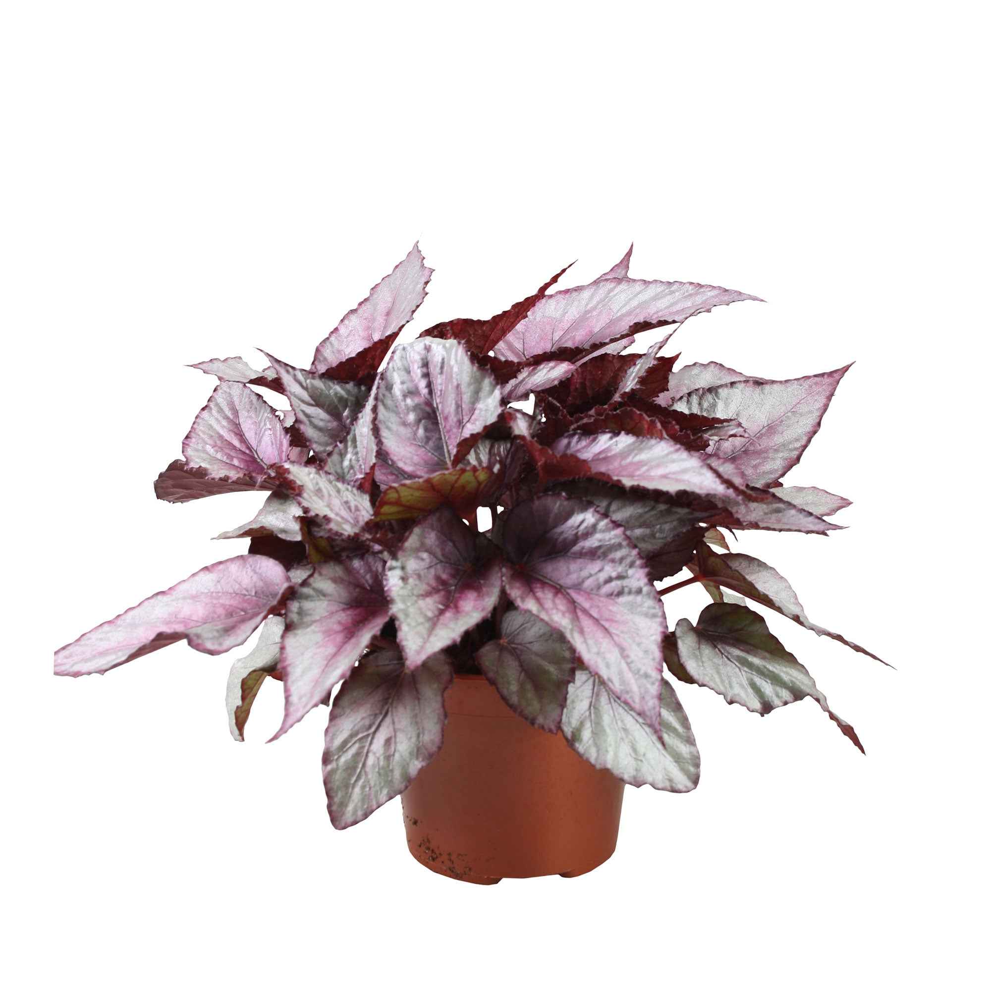 Bakker Maori Haze bégonia pot 12cm argenté