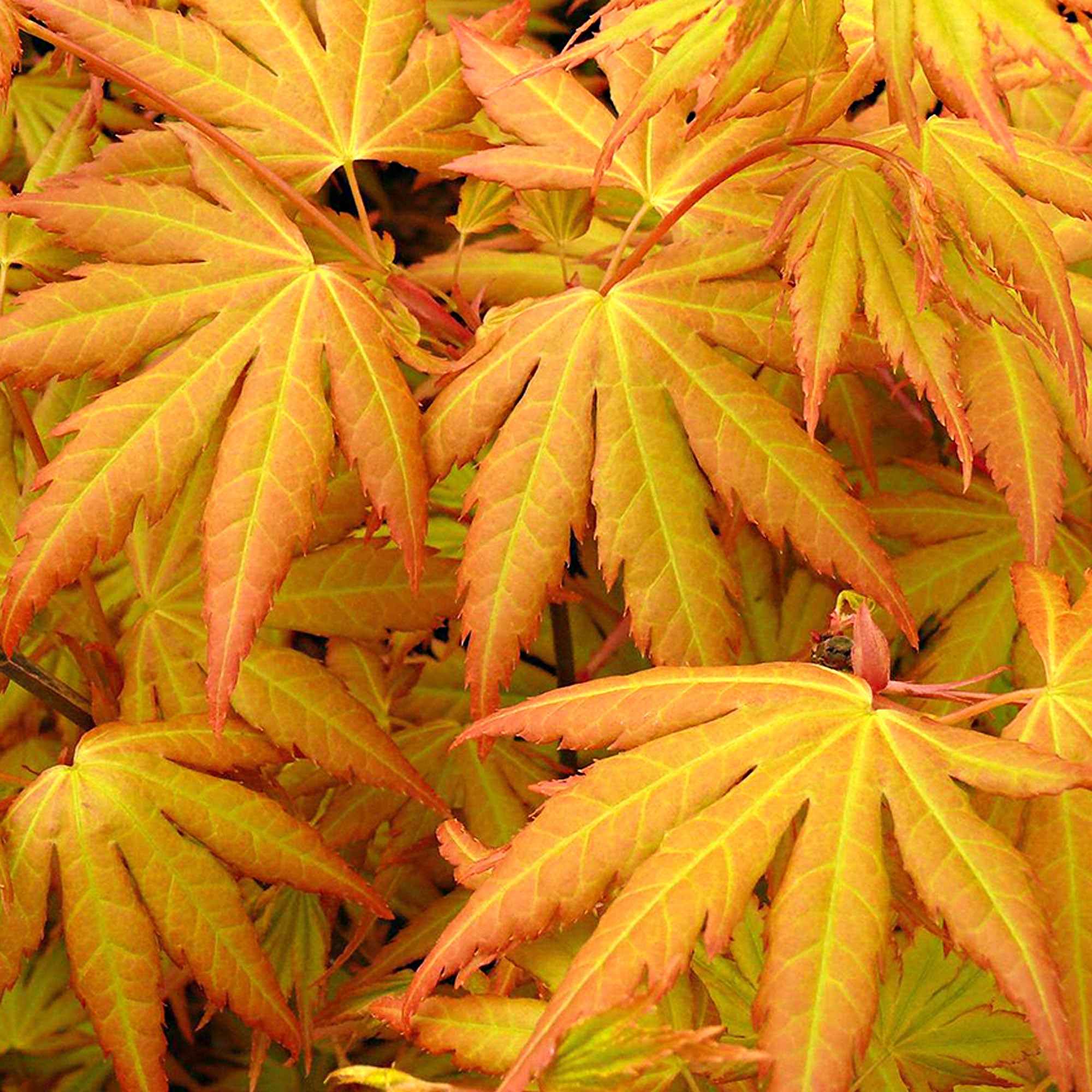 Bakker Érable du Japon Orange Dream arbre pot 1.2L
