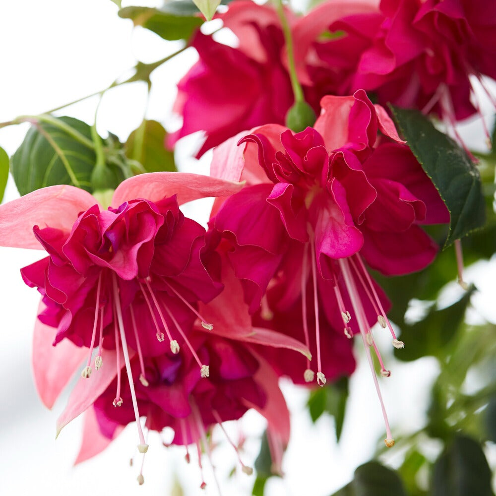 Bakker Bella Rosella fuchsia fleurs géantes 3 pots rose cascade