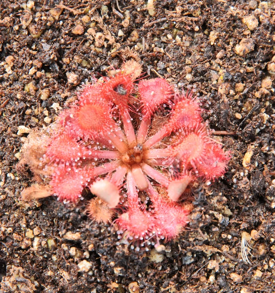 Carniflore Drosera capillaris plante carnivore pot 9cm